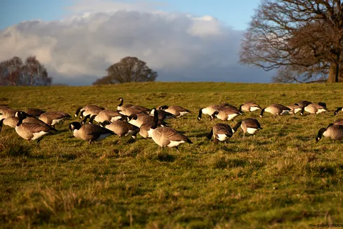 Geese grazing This landscape photograph depicts a group of Geese grazing on a grassy field in the afternoon during the winter season. The main subject of the image is the Geese, which are spread out across a sunlit area of the field, demonstrating typical nature and animal behavior as they forage. In the background, there are large leafless trees that indicate the winter setting, and there are no notable buildings or urban structures present. The sky is partly cloudy, and the lighting suggests a low sun, consistent with a winter afternoon. The image showcases the interaction between animals and their natural environment, emphasizing both the Geese and the surrounding winter landscape.